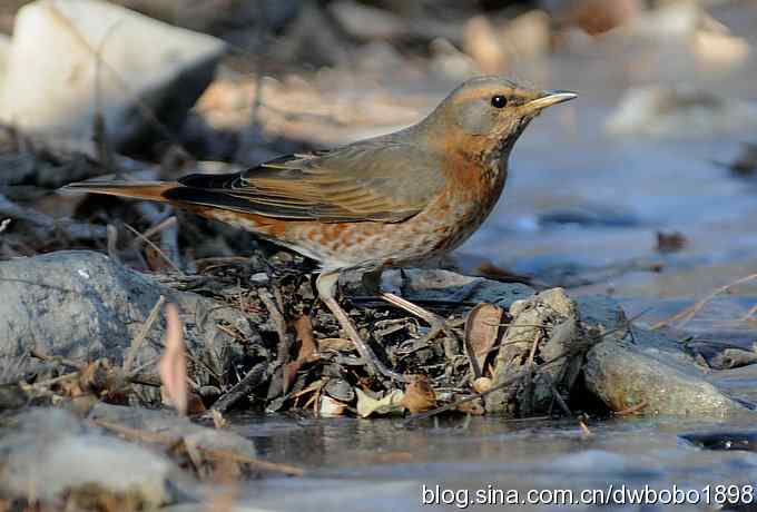 小鸟汲水图 wbrbobo打鸟歌