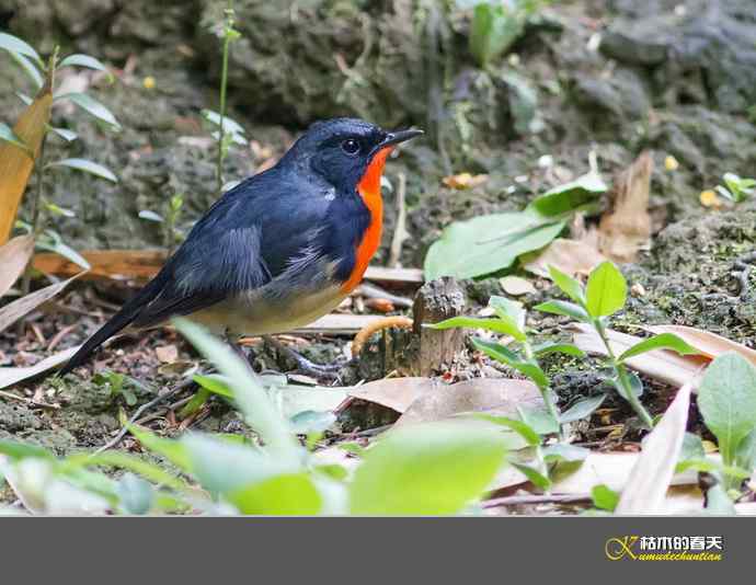 拍到鈥溄鹦馗桊垛