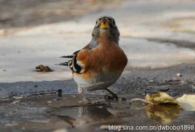 小鸟汲水图 wbrbobo打鸟歌