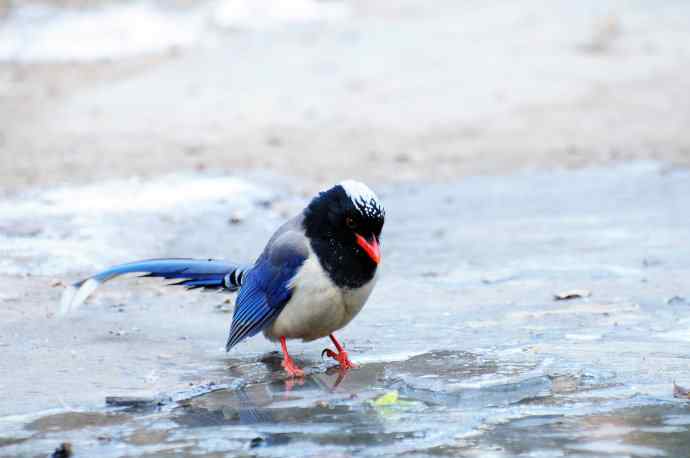 红嘴蓝鹊（10）