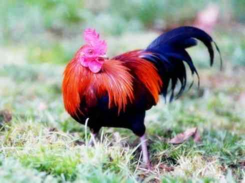 奇特的盔：眼斑吐绶鸡