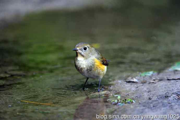 雌性红胁蓝尾鸲（56）