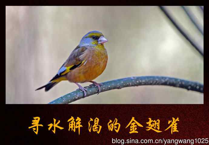 寻水解渴的金翅雀