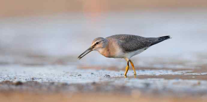 面向大海 wbr秋爽鹬唱