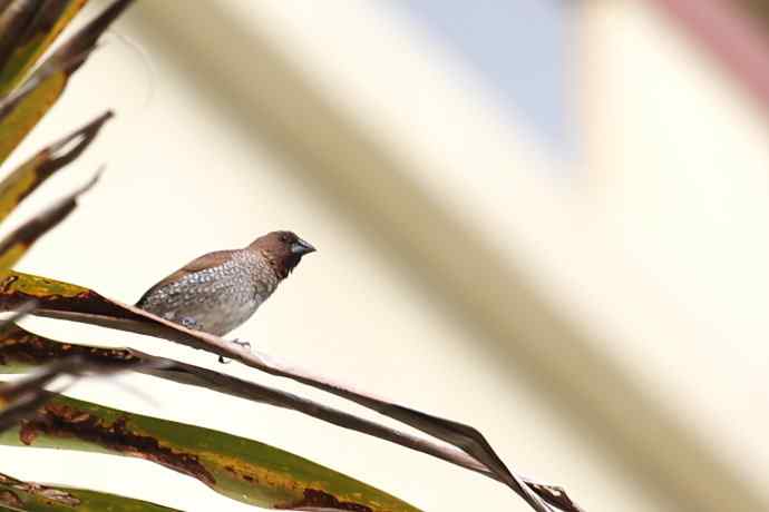 摄鸟拾趣（十五） wbr斑纹鸟