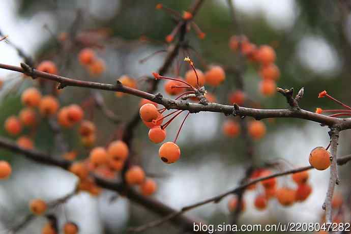 151.圣诞节送上12月份拍新鸟 151.圣诞节送上12月份拍新鸟