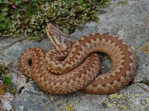 龙：传说的兽原型探秘（蝰蛇类）