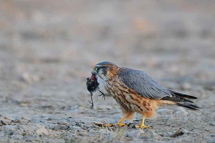 野鸭湖凶悍的灰背隼