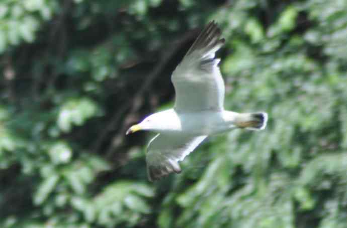 海鸥与打架的鸿雁 海鸥与打架的鸿雁