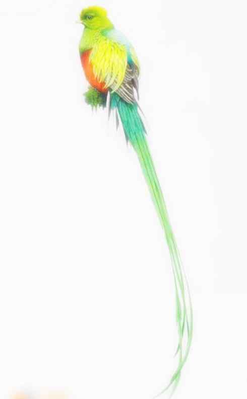 猎奇：长尾鸟雀（咬鹃和寿带鸟）