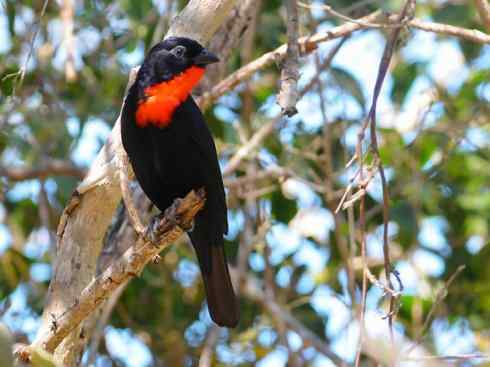 极品红色鸟类:玫红比蓝雀 极品红色鸟类:玫红比蓝雀