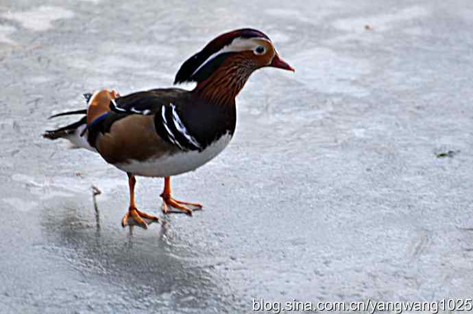 冰上的鸳鸯（雄性）