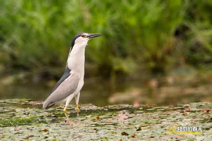 夜鹭的饕餮大餐
