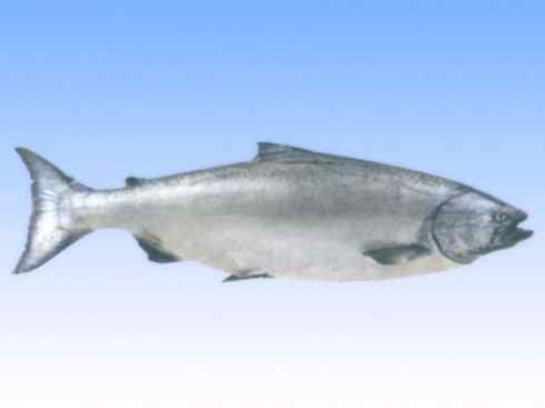 自然奇观：动物大迁徙(大马哈鱼)