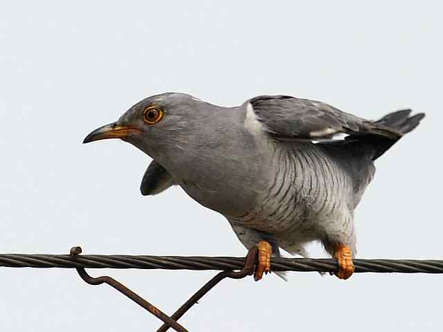 衡水湖印象(彩鹬及其它)