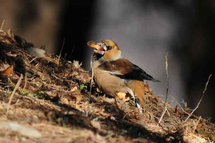 吃元宝枫果的锡嘴雀
