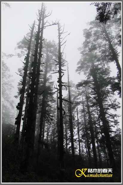 烟雨朦朦的瓦屋高原（瓦屋山系列二）【照片】