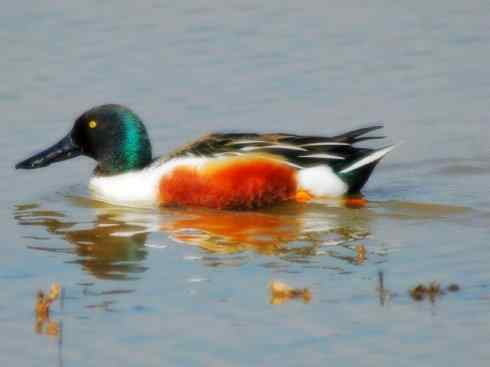 雁鸭之最之八（海番鸭、琵嘴鸭、绿翅鸭、鹊鸭）