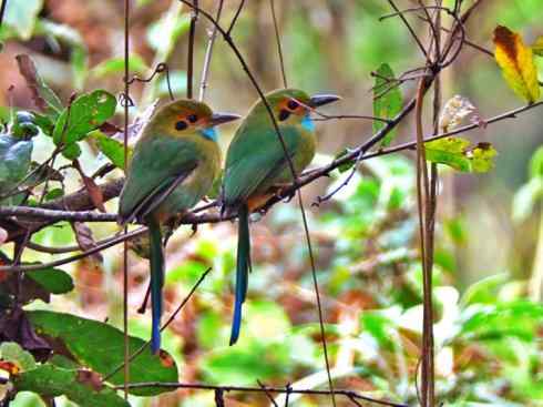 绝色攀禽：佛法僧目之翠鴗