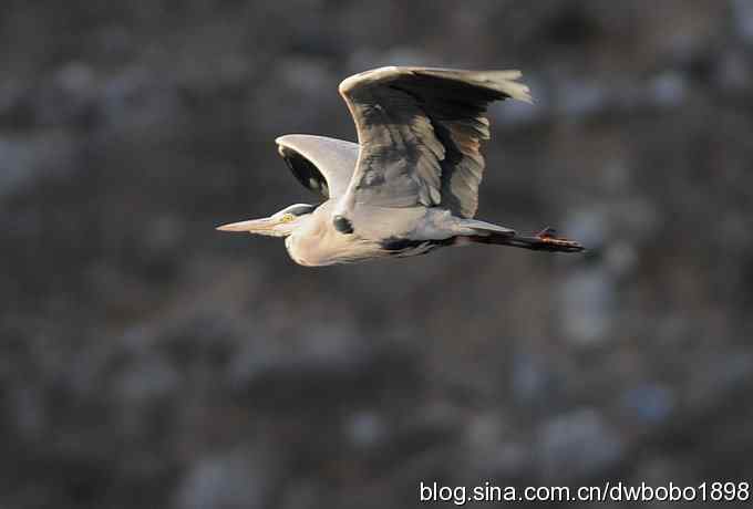 秃鹫和十渡的几只大鸟