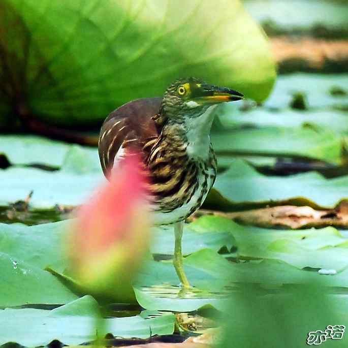圆明园&nbsp;wbr路&nbsp;wbr池鹭抓大鱼