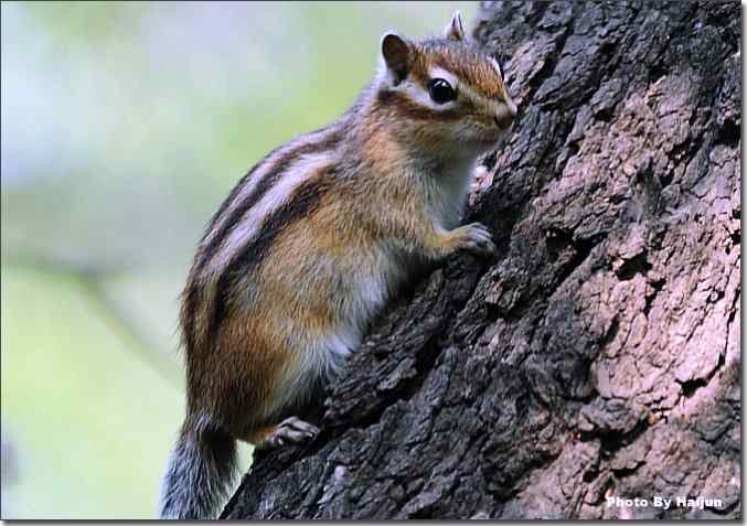皇家园林的花栗鼠