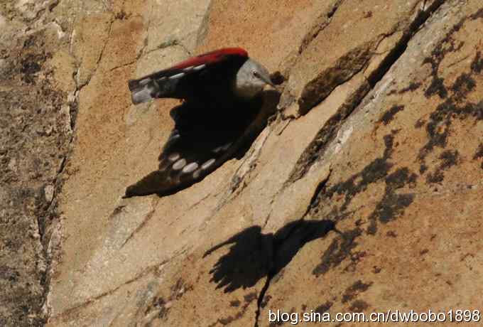 优雅红翅 旋壁山岩