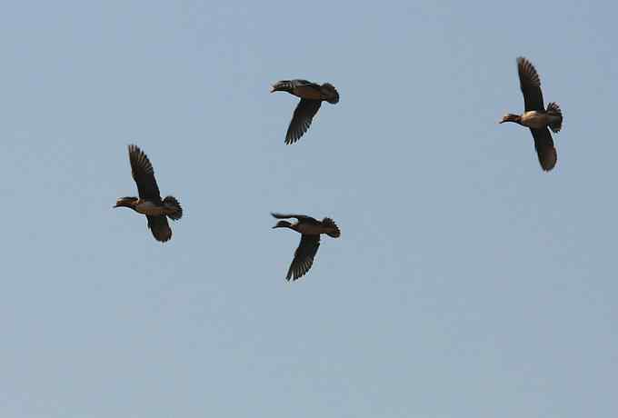 怀沙河鸟调 怀沙河鸟调