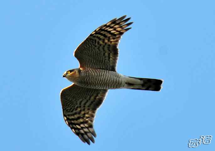 北京西山&nbsp;wbr路&nbsp;wbr雀鹰