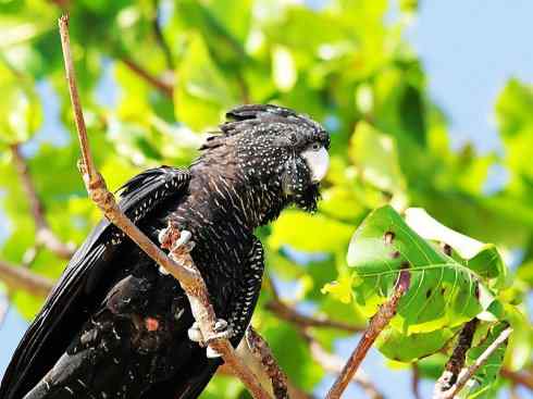 猎奇：奇特的鸟喙之四