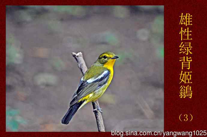 北京天坛公园的鸟类——雄性绿背姬鶲（3）