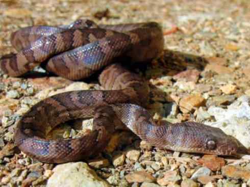 龙：传说的兽原型探秘（树蚺类）