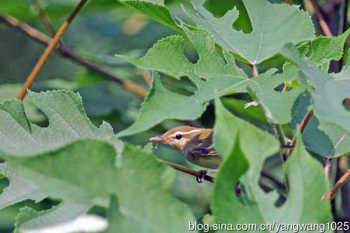 黄眉柳莺(25) 黄眉柳莺(25)