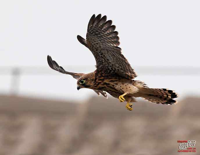 我要飞，我要飞！