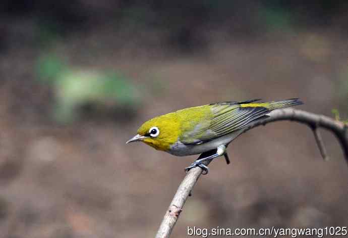 红胁绣眼鸟（4）