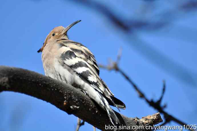 天坛公园又遇戴胜(餐后休息) 天坛公园又遇戴胜(餐后休息)