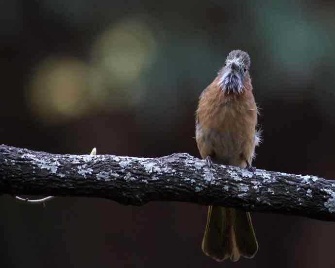满嘴花粉的绿翅短脚鹎