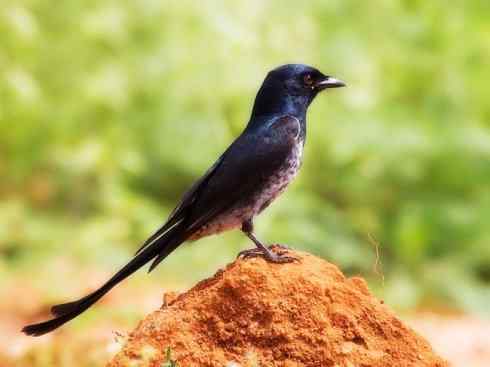 雀鸟也彪悍：黑侠（黑卷尾）