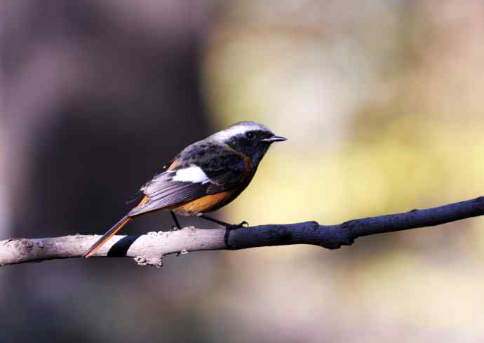 雄性北红尾鸲（7）