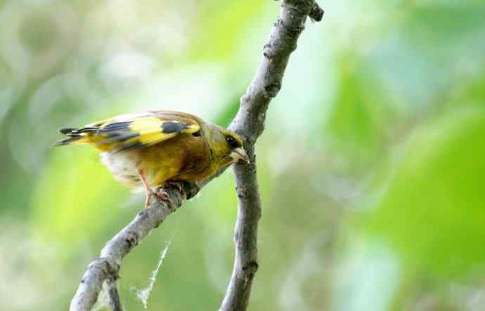 看金翅小帅伸懒腰