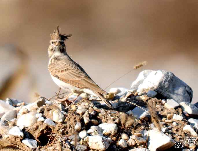 官厅水库&nbsp;wbr路&nbsp;wbr凤头百灵和短趾百灵