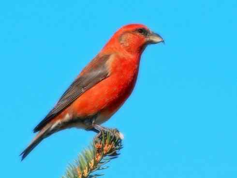 家禽驯化之源之二十六