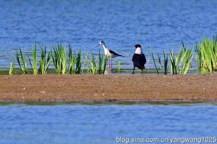 白颈鸦与黑翅长脚鹬