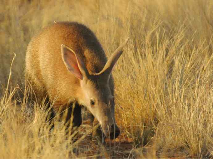 盘点十二大著名食蚁动物：土豚