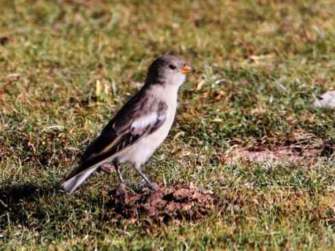另类鸟类建筑师之二（褐背拟地鸦、雪雀）