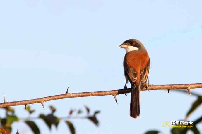 白斑黑石鵖 wbr wbr斑纹鸟 wbr wbr栗背伯劳