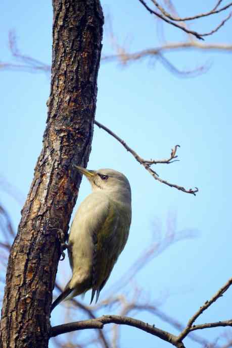 香奔得儿木 香奔得儿木