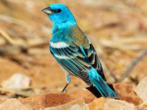 美丽无罪：雀鸟之彩鹀