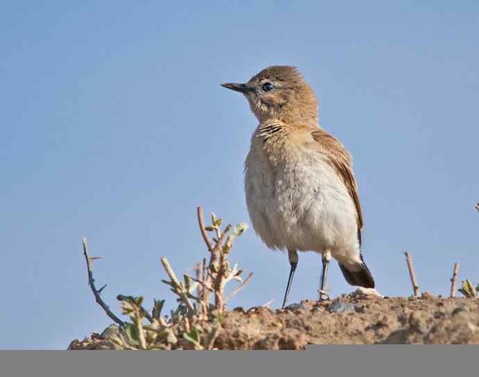 悬停，是一种尽职尽责（组图，22张图片）