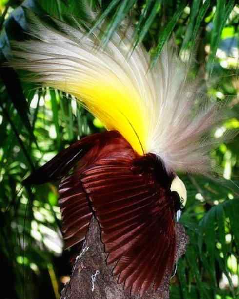 美丽无罪:雀鸟之极乐鸟 美丽无罪:雀鸟之极乐鸟